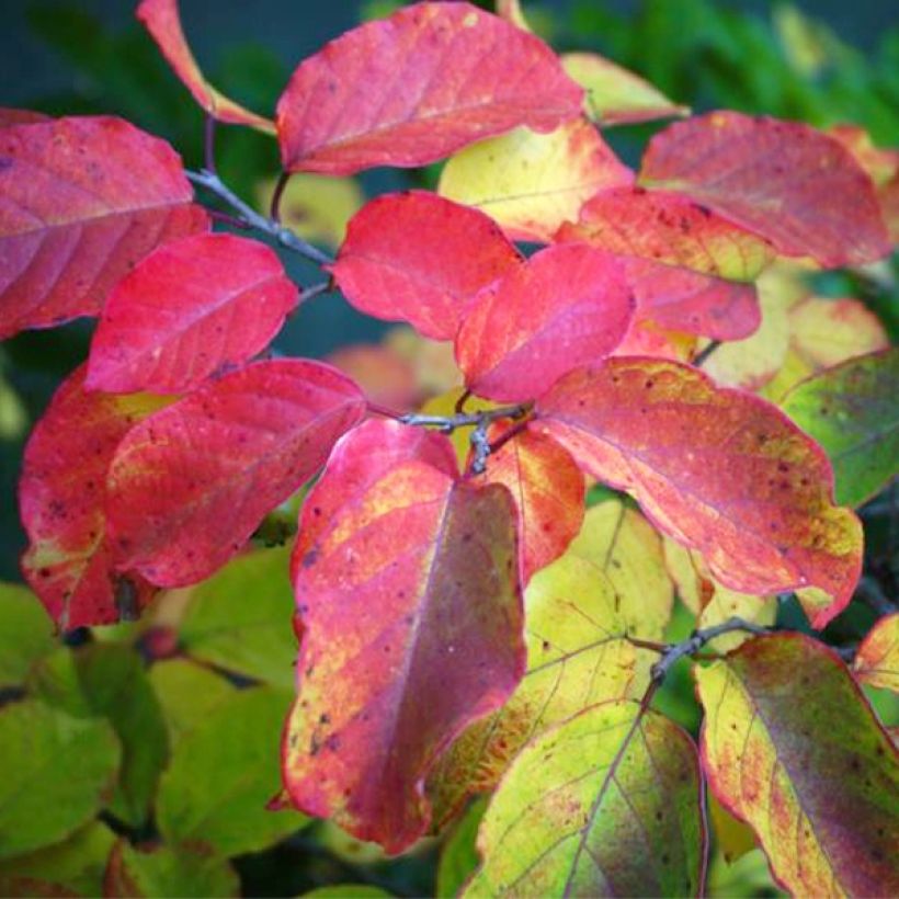 Sapium japonicum (Foliage)