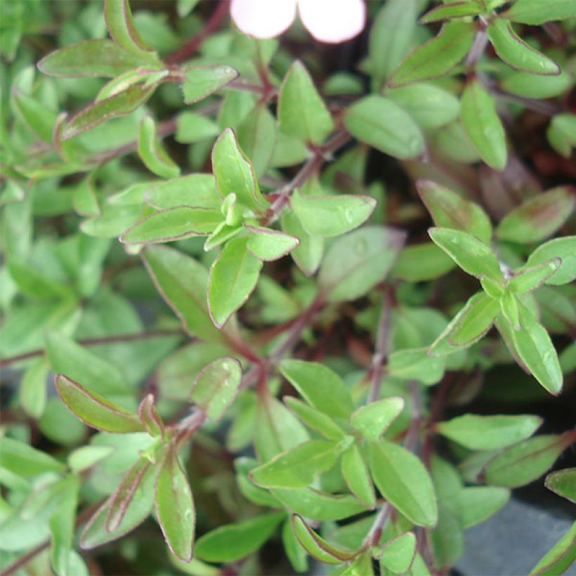 Saponaria ocymoides (Foliage)