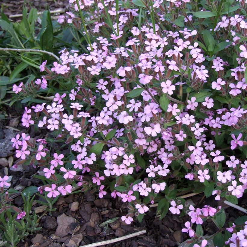 Saponaria ocymoides (Flowering)