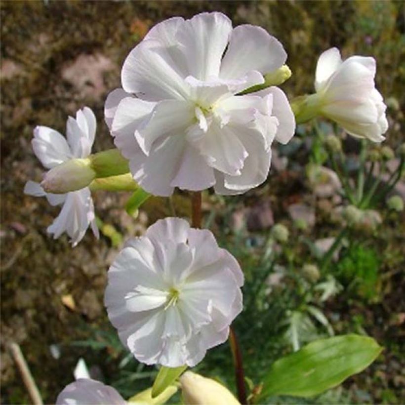 Saponaria officinalis Alba Plena (Flowering)