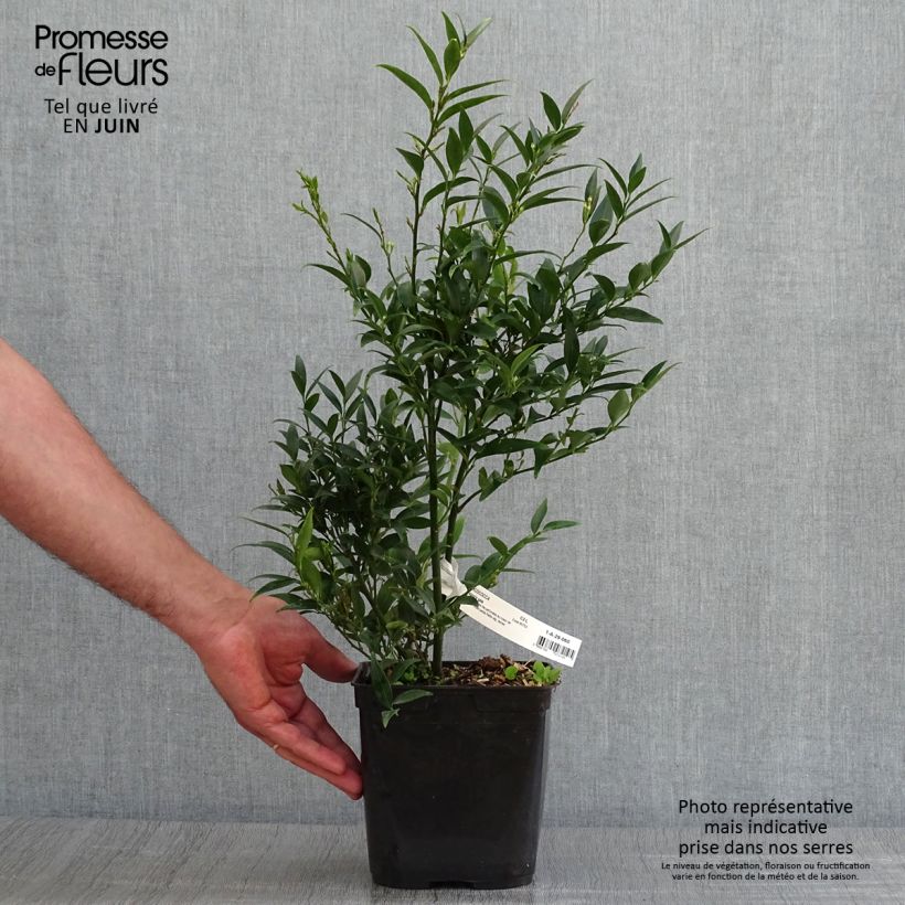 Sarcococca ruscifolia Dragon Gate 3L/4L pot sample as delivered in summer