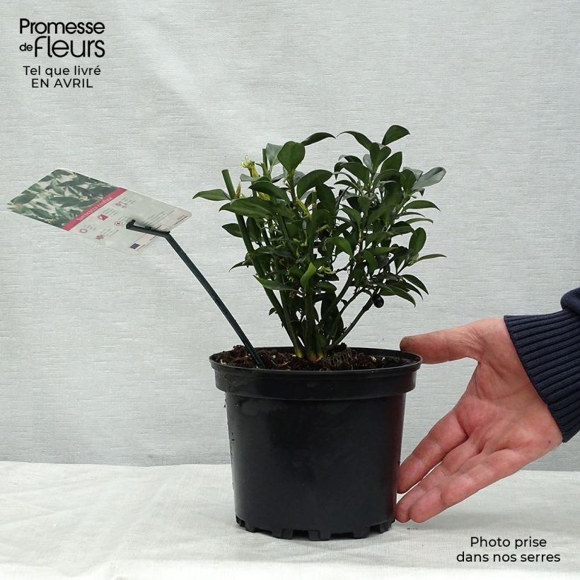 Sarcococca confusa sample as delivered in spring