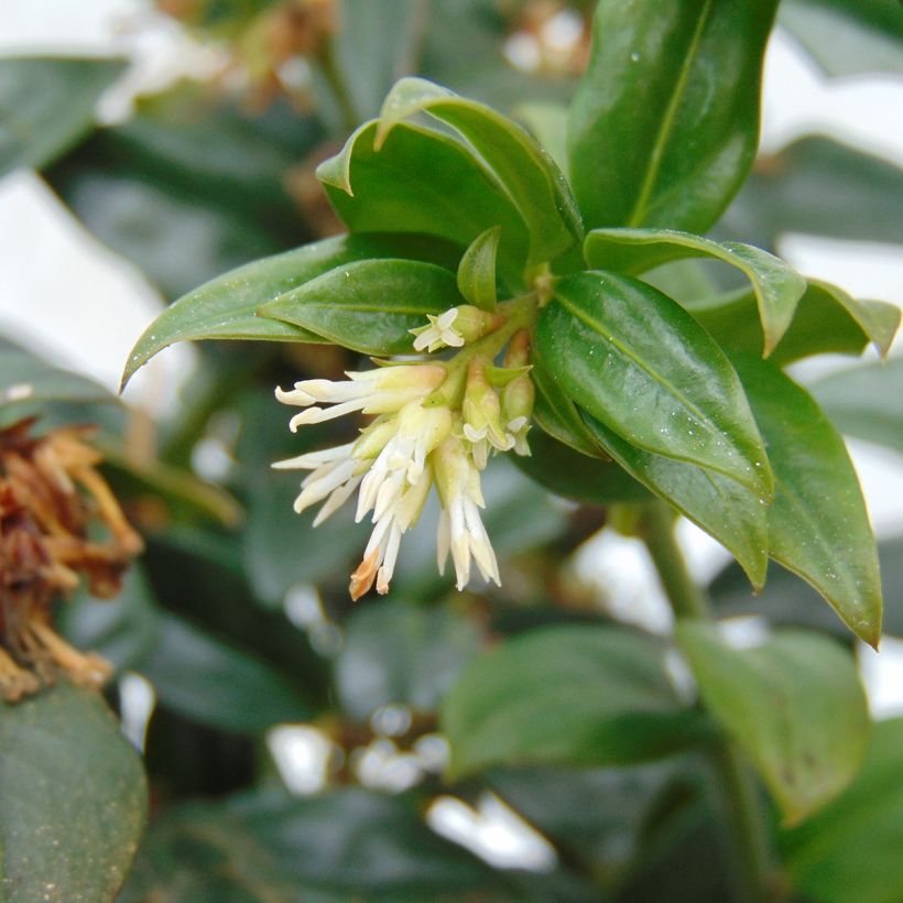 Sarcococca hookeriana (Flowering)