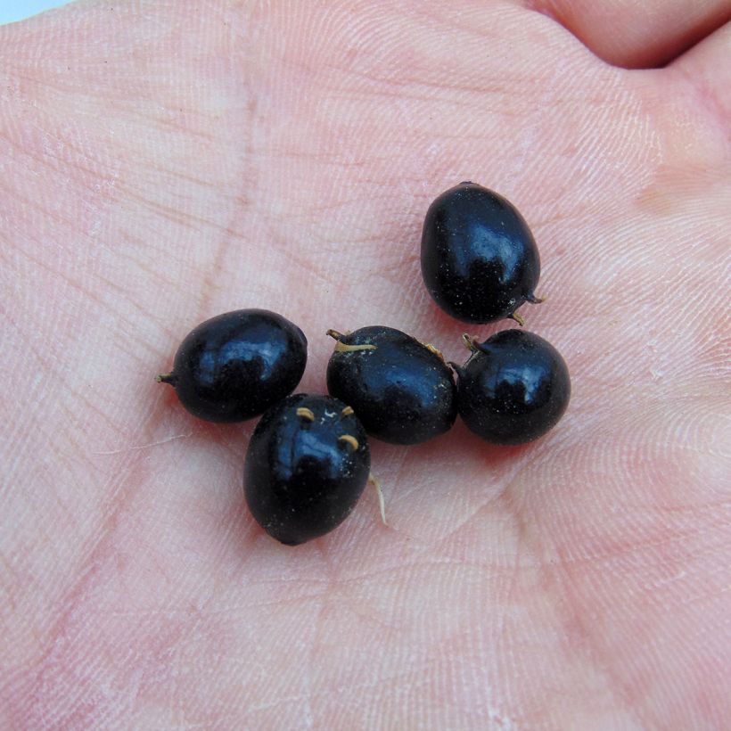 Sarcococca hookeriana (Harvest)