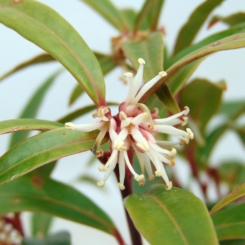 Sarcococca hookeriana var. digyna (Flowering)
