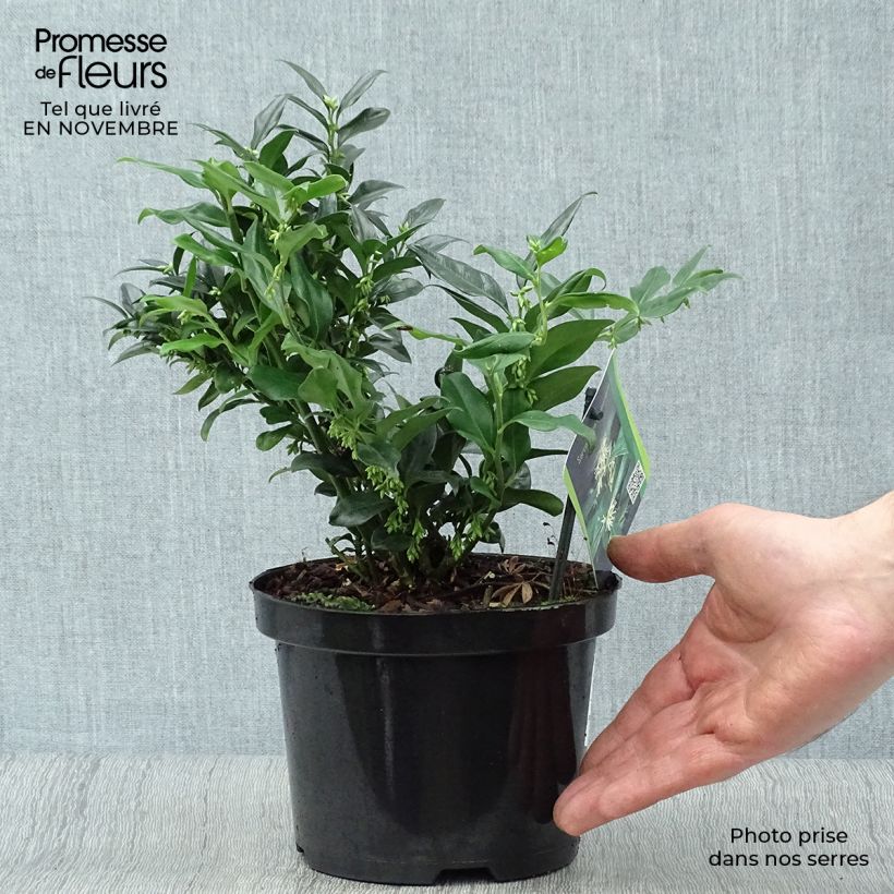 Sarcococca hookeriana Pot de 1L/1,5L sample as delivered in autumn