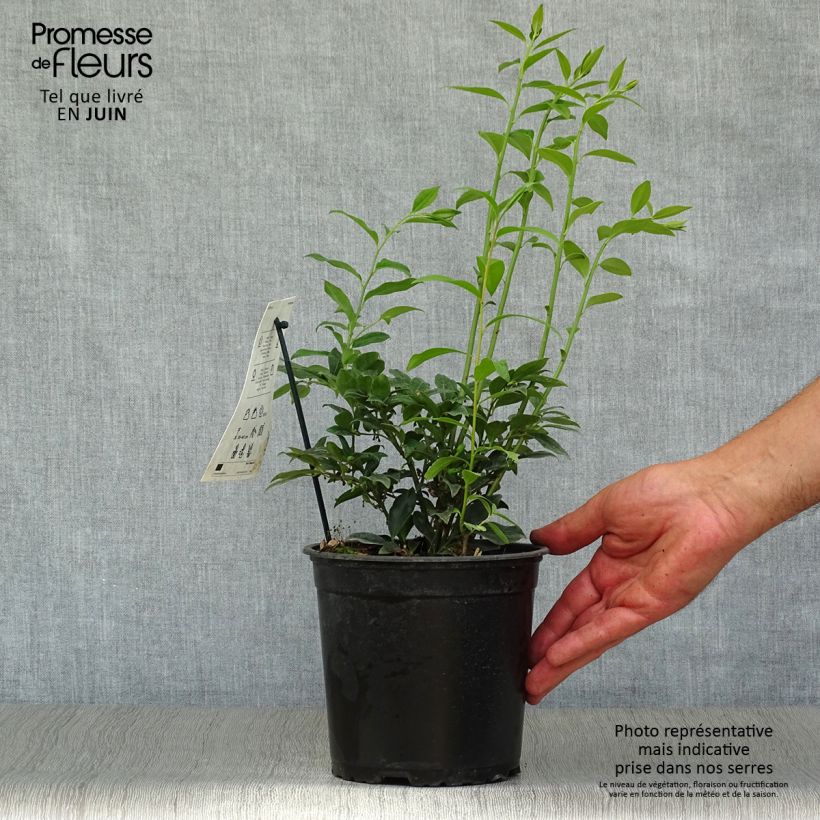 Sarcococca hookeriana 2L/3L pot sample as delivered in summer