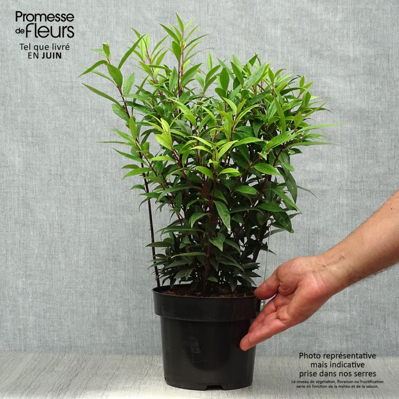 Sarcococca hookeriana Purple Gem 3L/4L pot sample as delivered in summer