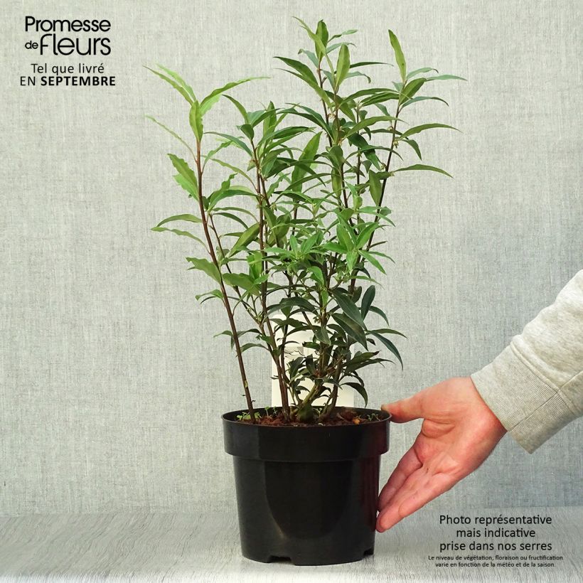 Sarcococca hookeriana Purple Stem en pot de 2/3L sample as delivered in autumn