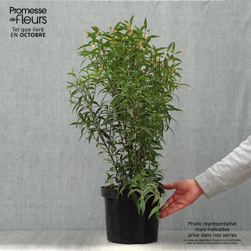 Sarcococca hookeriana Purple Stem en pot de 7,5l/10l sample as delivered in autumn