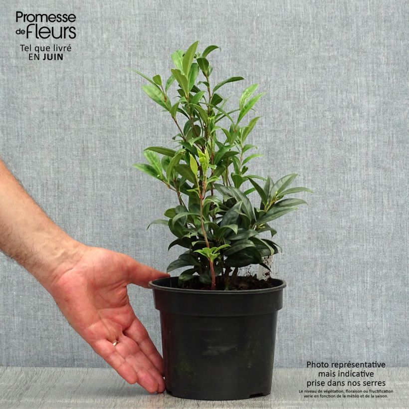 Sarcococca hookeriana humilis 2L/3L pot sample as delivered in summer