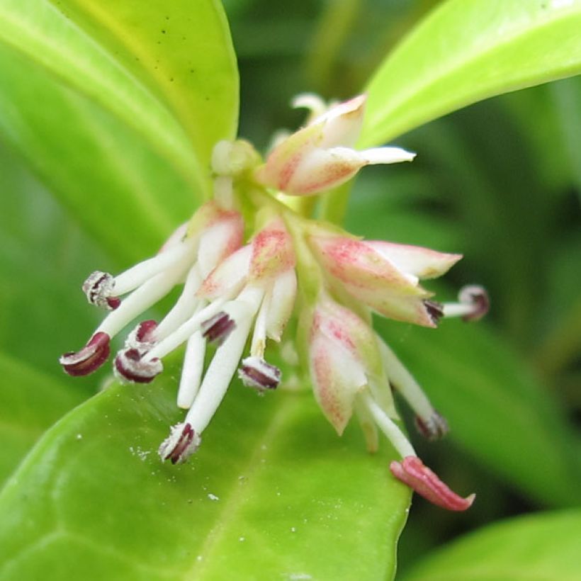 Sarcococca hookeriana humilis (Flowering)