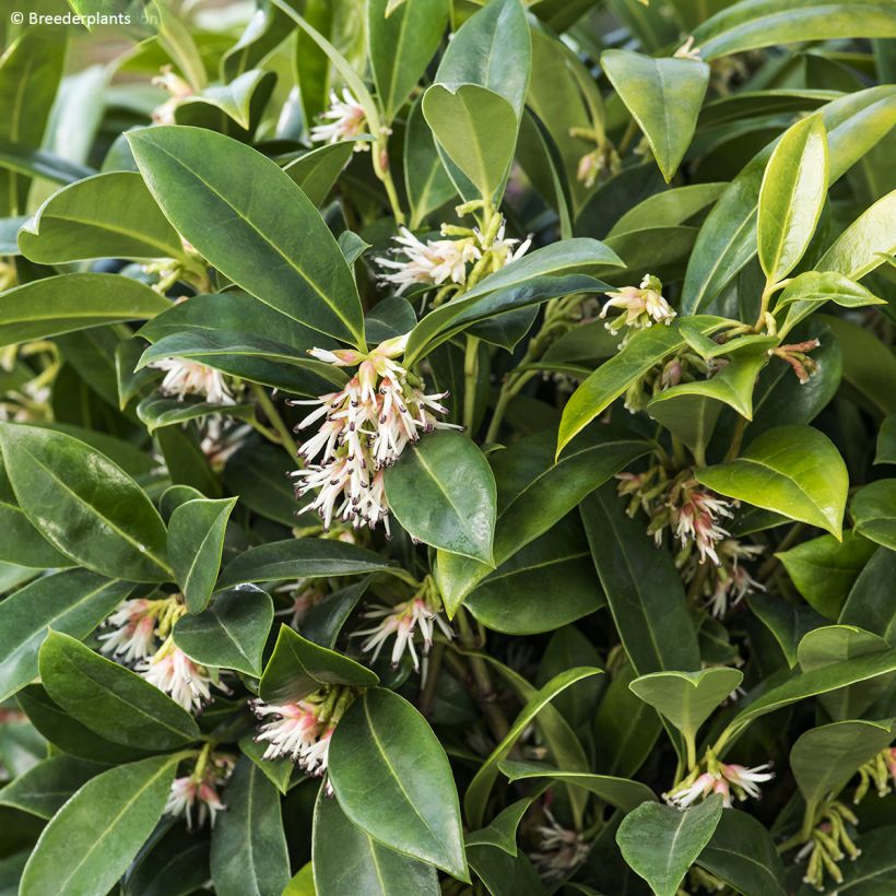 Sarcococca hookeriana var. humilis Fragrant Valley (Foliage)