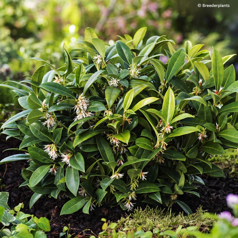 Sarcococca hookeriana var. humilis Fragrant Valley (Plant habit)