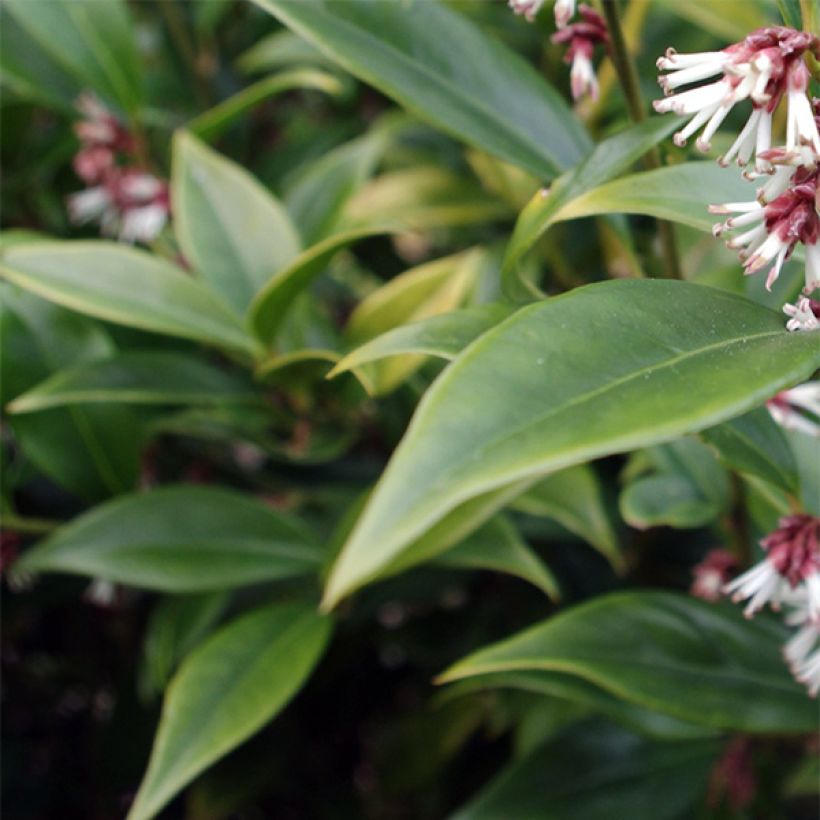 Sarcococca orientalis (Flowering)