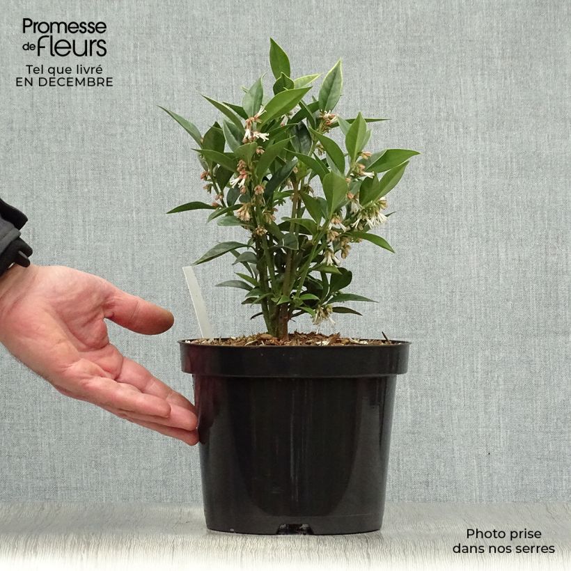 Sarcococca orientalis - Sarcocoque d'Orient Pot de 2L/3L sample as delivered in winter