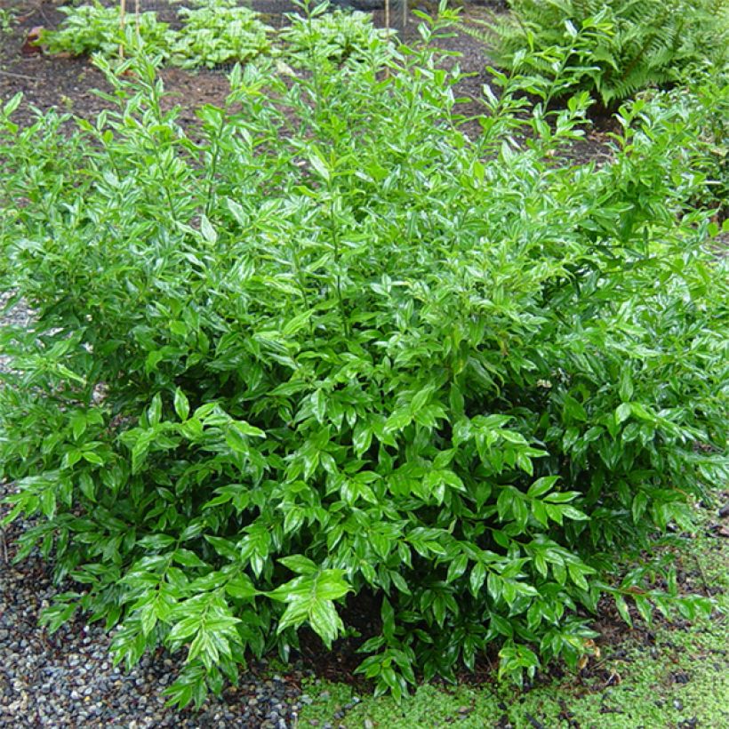 Sarcococca ruscifolia (Plant habit)