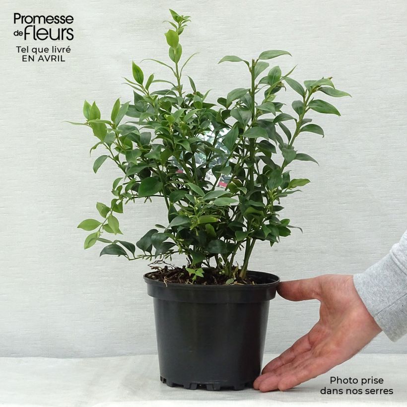 Sarcococca ruscifolia sample as delivered in spring