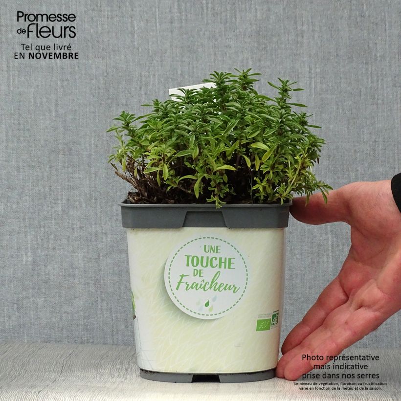 Sarriette vivace en plant BIO Pot de 2L/3L sample as delivered in autumn