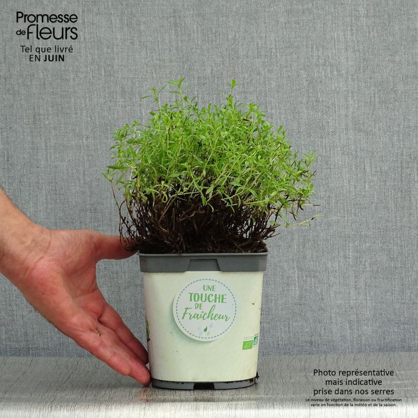 Organic Perennial Savory 1L/1.5L pot sample as delivered in summer