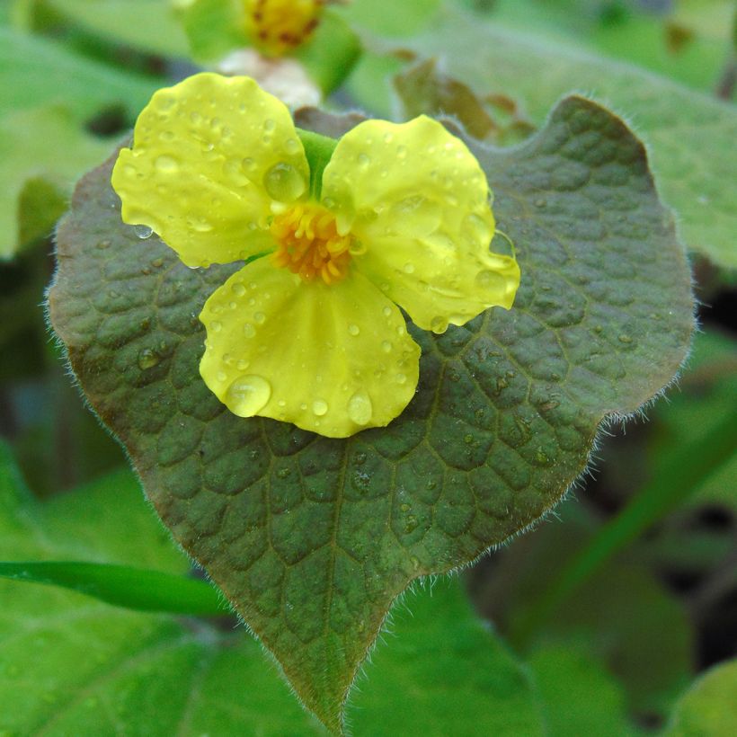 Saruma henryi  (Flowering)