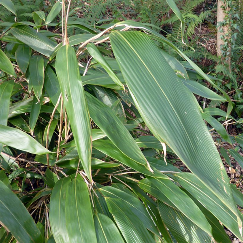 Sasa tessellata (Foliage)