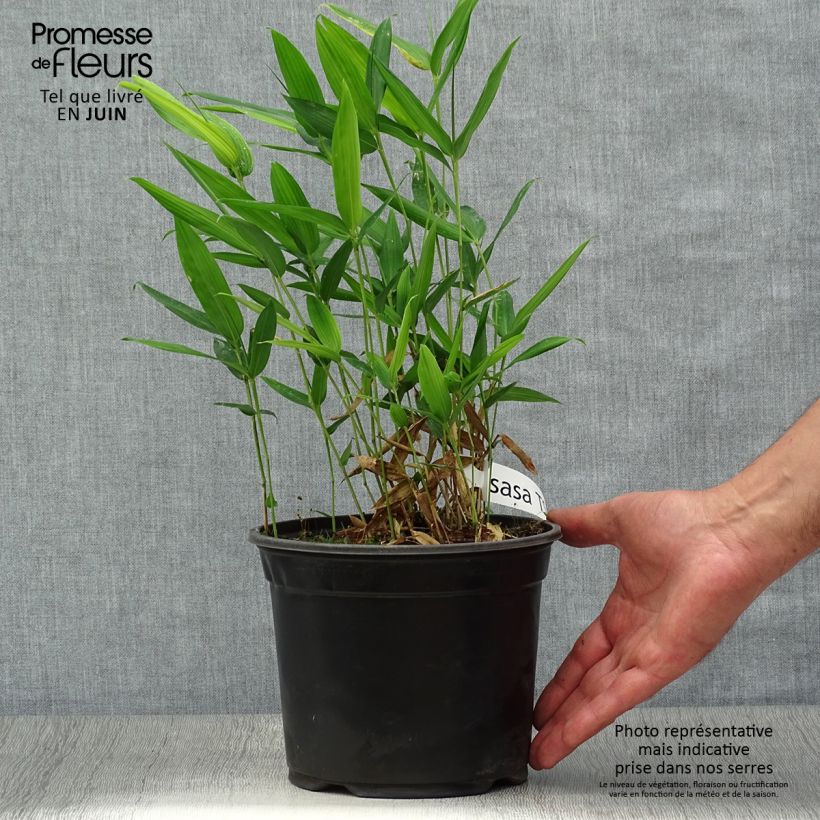 Sasa tsuboiana Pseudosasa japonica 2L/3L pot sample as delivered in summer