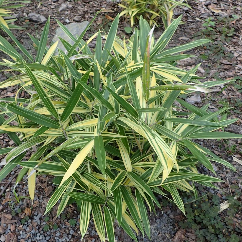 Sasaella masamuneana Albostriata (Plant habit)
