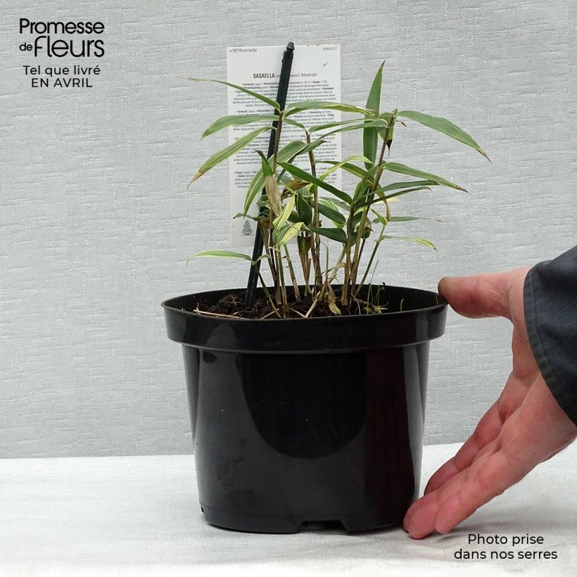 Sasaella masamuneana Albostriata - Bambou nain Pot de 2L/3L sample as delivered in spring