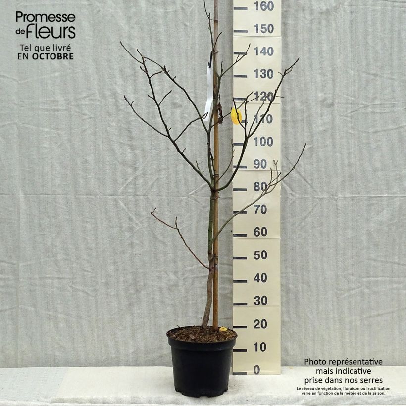 Sassafras albidum - Laurier des Iroquois en pot de 7,5l/10l sample as delivered in autumn