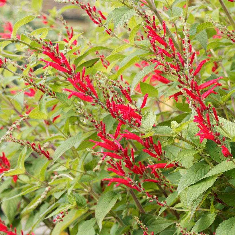 Salvia elegans Pineapple (Flowering)