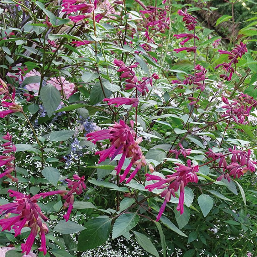 Salvia buchananii Love and Wishes (Plant habit)