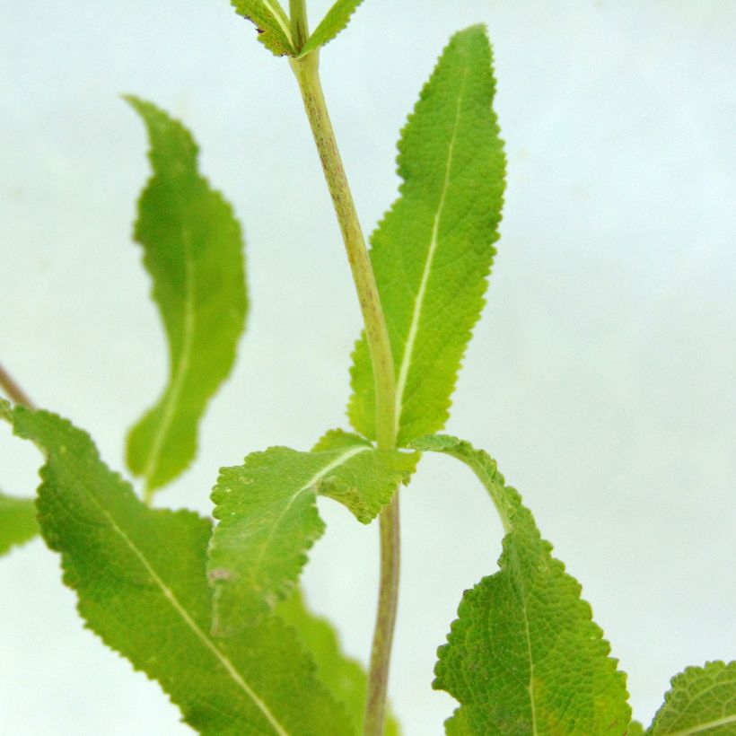 Salvia nemorosa Amethyst - Woodland Sage (Foliage)