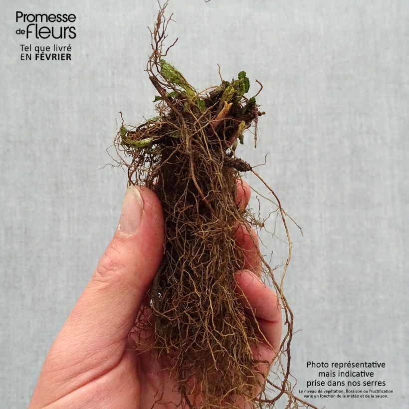 Salvia nemorosa Caradonna Pink - Woodland Sage Bare root sample as delivered in winter