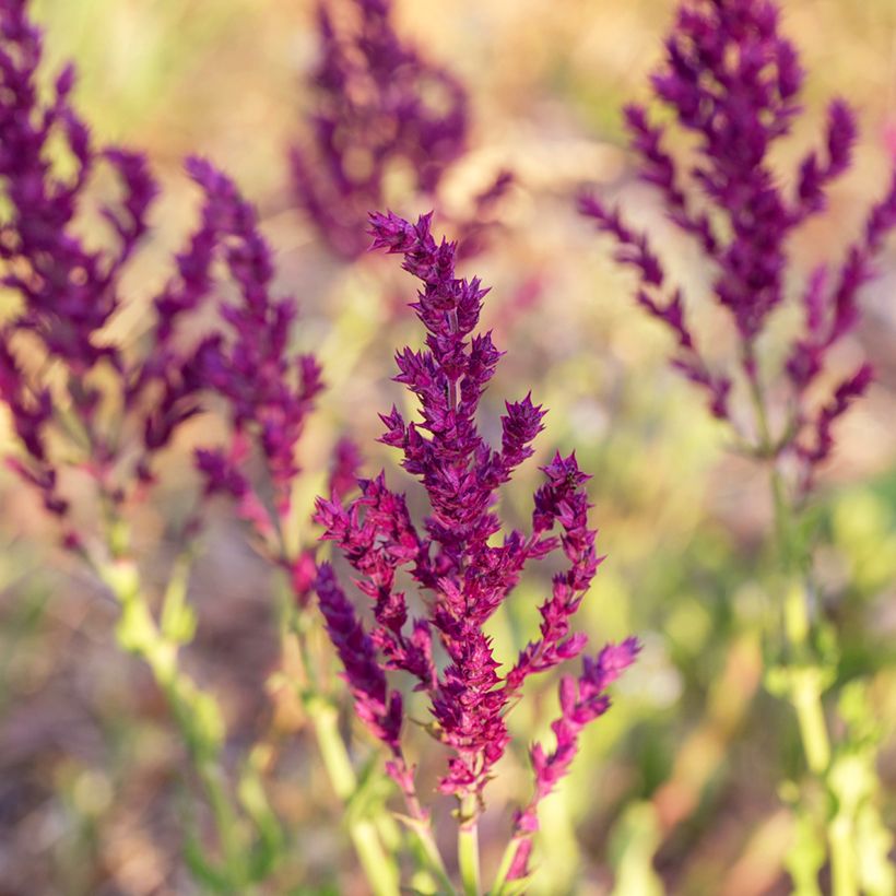 Salvia nemorosa Schwellenburg - Woodland Sage (Flowering)