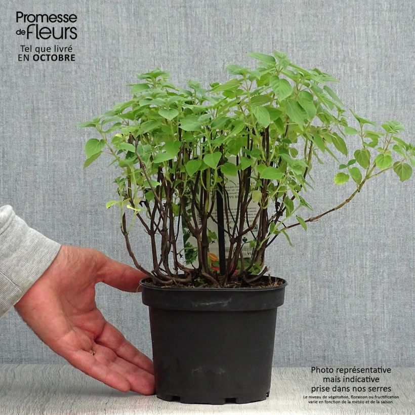 Salvia elegans Tangerine 1.5L/2L pot sample as delivered in autumn
