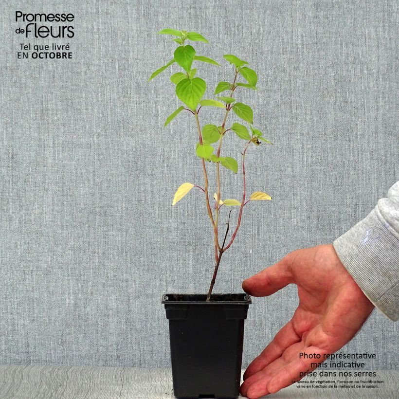 Salvia elegans Tangerine 7/8 cm pot sample as delivered in autumn
