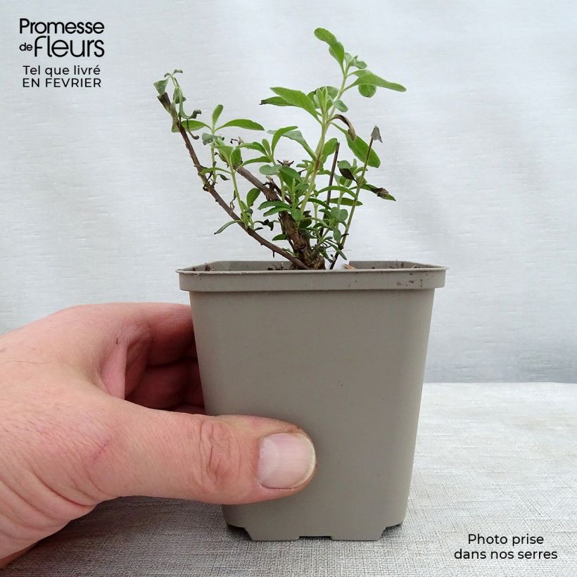 Sauge arbustive Blue Note - Salvia microphylla en godet de 9cm sample as delivered in winter