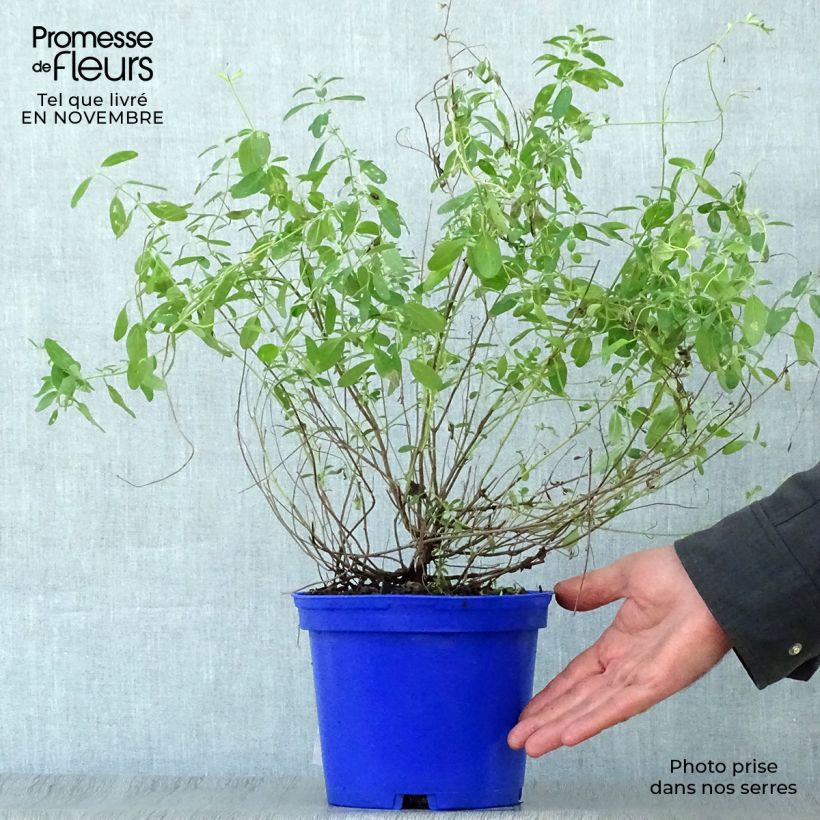 Sauge arbustive Blue Note - Salvia microphylla en pot de 2L/3L sample as delivered in autumn