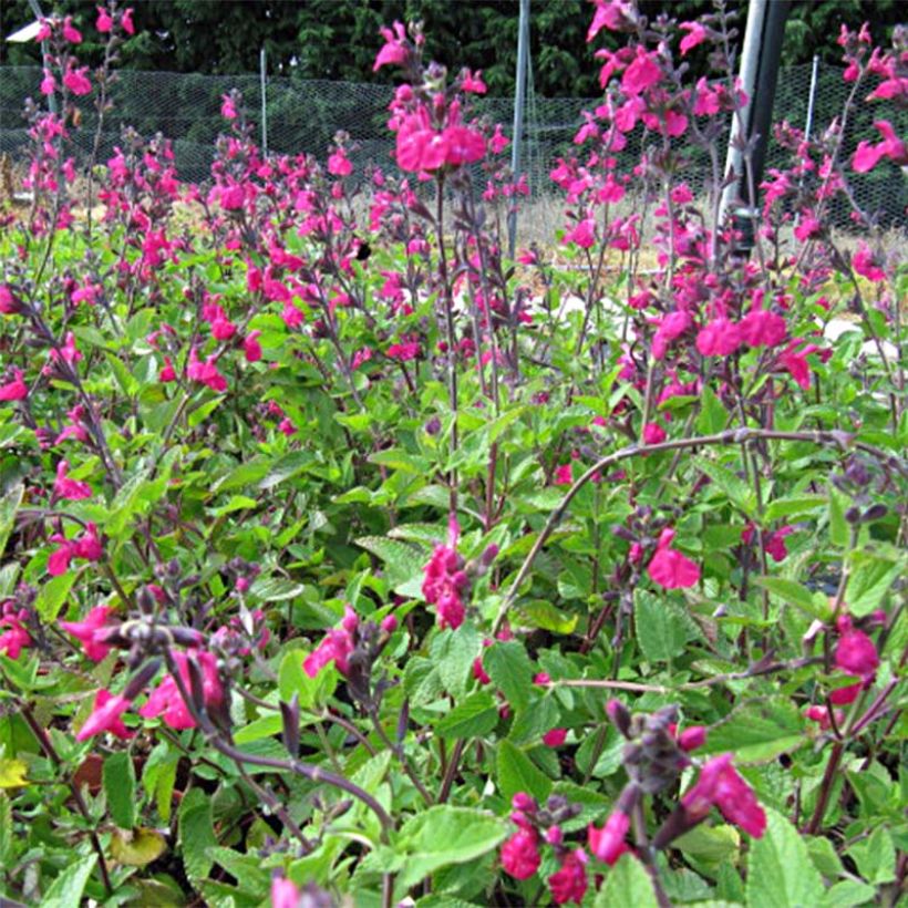 Salvia microphylla Cerro Potosi (Flowering)