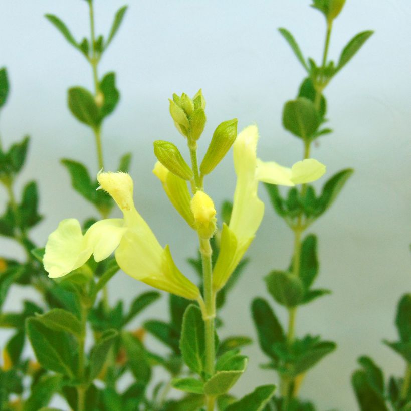 Salvia jamensis Lemon Light (Flowering)