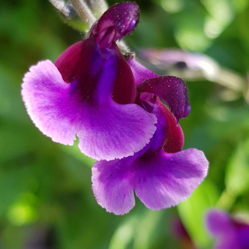 Salvia x microphylla Oriental Dove - Baby Sage (Flowering)