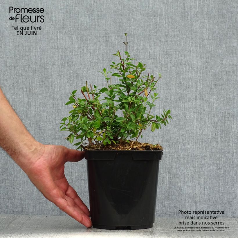 Salvia jamensis Reve Rouge 2L/3L pot sample as delivered in summer
