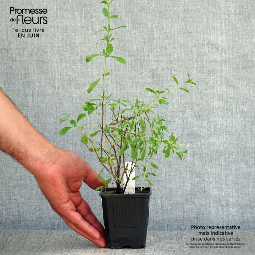 Salvia greggii Alba 8/9 cm potShipped height around 10/15cm sample as delivered in summer