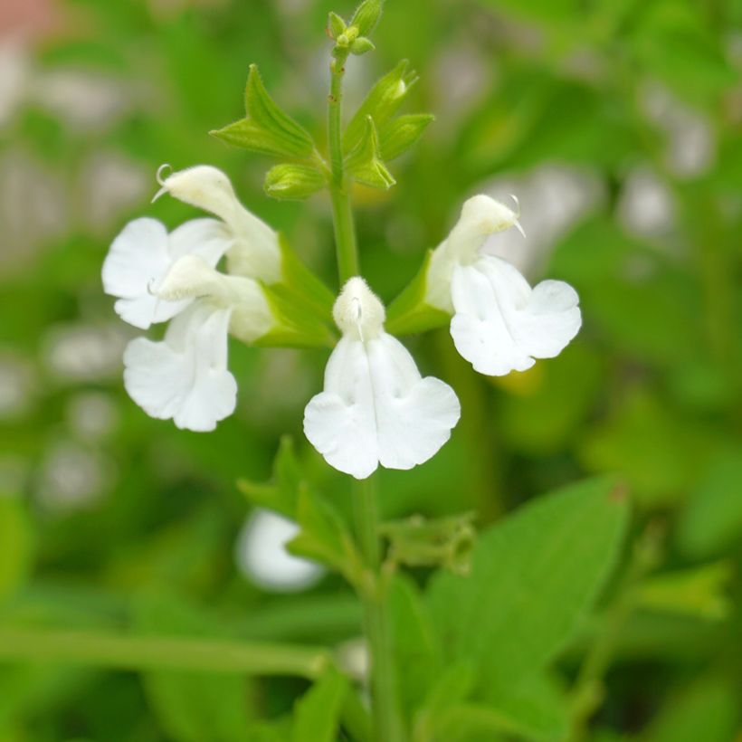 Salvia greggii Alba (Flowering)