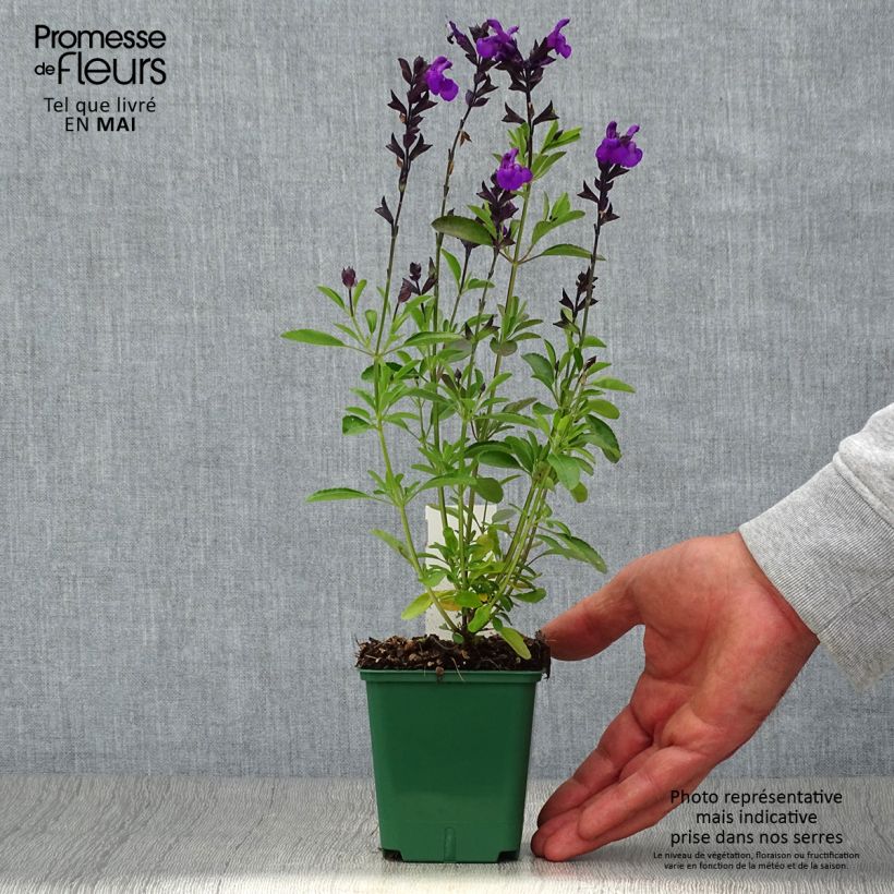 Salvia greggii Mirage Violet 8/9 cm potShipped height around 10/15cm sample as delivered in spring