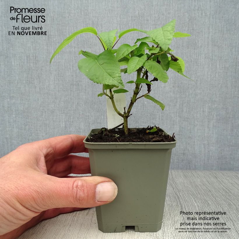 Salvia guaranitica Black and Blue - Shrubby Sage 7/8 cm pot sample as delivered in autumn