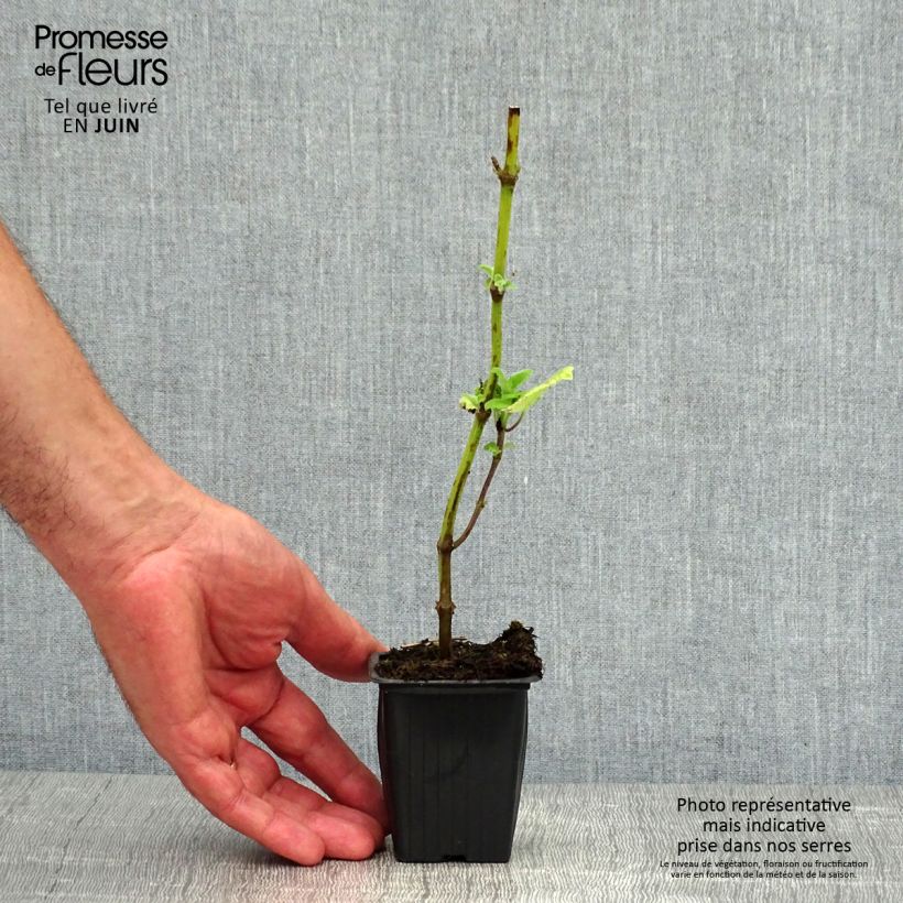 Salvia guaranitica Black and Blue - Shrubby Sage 7/8 cm pot sample as delivered in summer