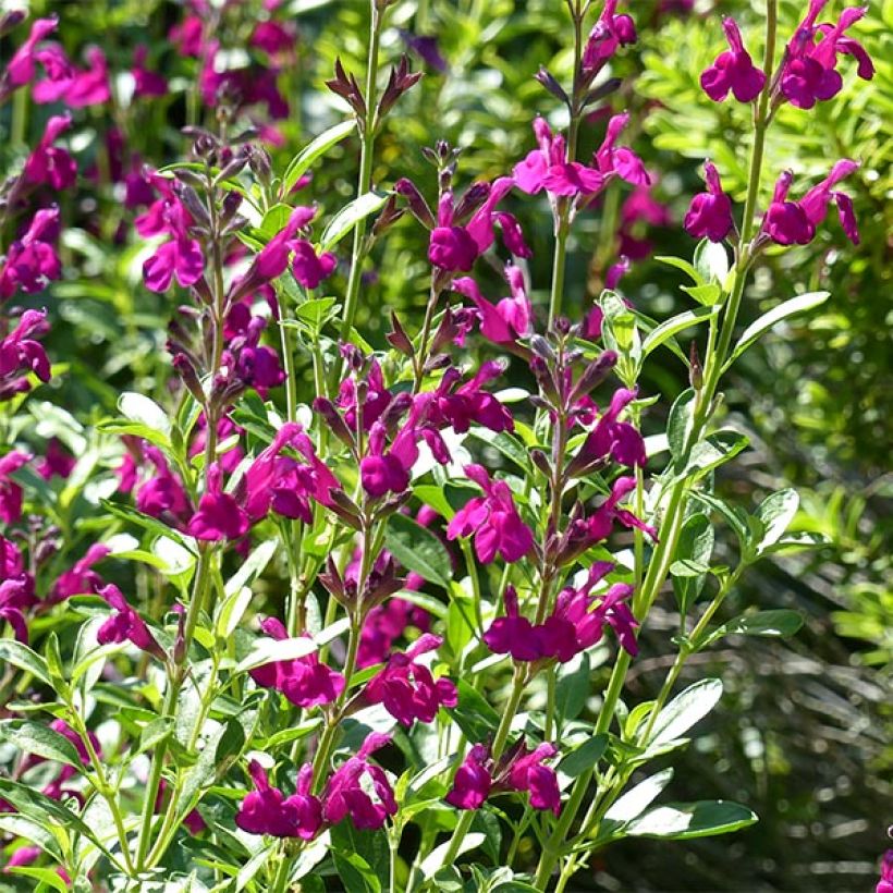 Salvia jamensis Raspberry Royale (Flowering)