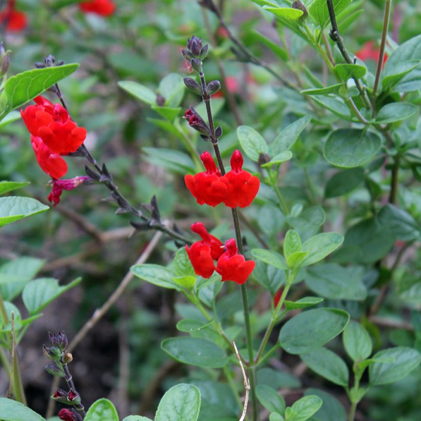 Salvia microphylla Royal Bumble (Flowering)